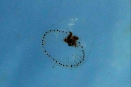 Proboscidactyla flavicirrata1 Proboscidactyla flavicirrata1