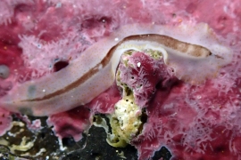 Prosthiostomid 3 Prosthiostomid 3