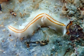 Prosthiostomum cf. trilineatum Prosthiostomum cf. trilineatum