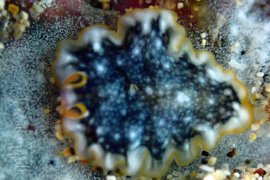 Pseudobiceros 18 Pseudobiceros 18