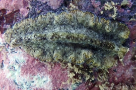 Pseudobiceros kryptos? Pseudobiceros kryptos?