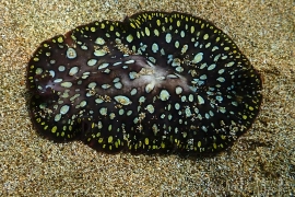 Pseudobiceros Sp. 5, Pseudobiceros kikokiko Pseudobiceros Sp. 5, Pseudobiceros kikokiko