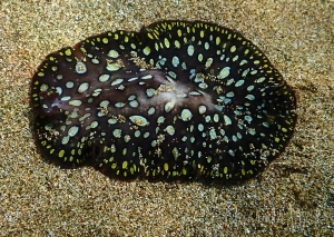 Pseudobiceros Sp. 5, Pseudobiceros  kikokiko