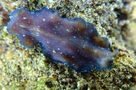 Pseudoceros C ? Pseudoceros C ?