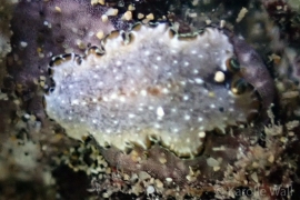 Pseudoceros E. Pseudoceros E.