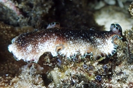 Pseudoceros Leptostictus Pseudoceros Leptostictus