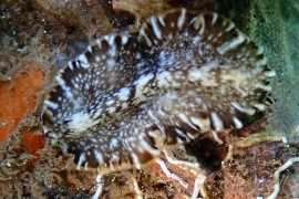 Pseudocerotid F Pseudocerotid F