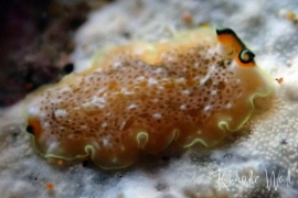 Pseudocerotid J Pseudocerotid J