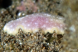 Unknown Pseudocerotid Unknown Pseudocerotid