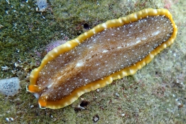 Pseudocerotid Sp? Pseudocerotid Sp?