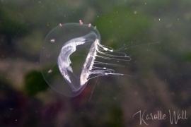 Ptychogena californica Ptychogena californica