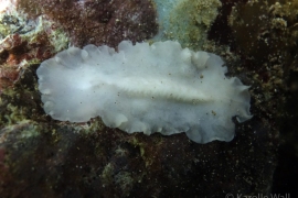 Pericelis 4 Pericelis 4