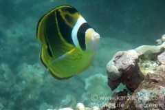 Racoon Butterflyfish