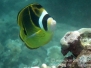 Racoon Butterflyfish