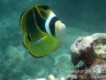 DSC02696small_racoon_butterflyfish_wm
