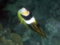 DSC02717small_racoon_butterflyfish_about_to_feed_wm