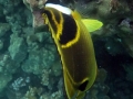 DSC02718_racoon_butterflyfish_wm