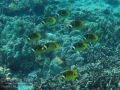 DSC06539-racoon-butterflyfish-school-wm