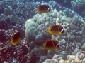 DSC07901-racoon-butterflyfish-wm