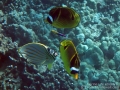 DSC08161-racoon-butterflyfish-and-ornate-cleaner-wm