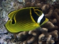 DSC2028-racoon-butterflyfish