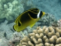 DSC2098-racoon-butterflyfish-WM