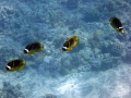 DSC8421-RACOON-BUTTERFLYFISH-WMayla