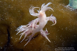 Dendronotus Iris Dancing Against Kelp Dendronotus Iris Dancing Against Kelp