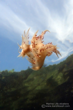 Dendronotus iris Dancing