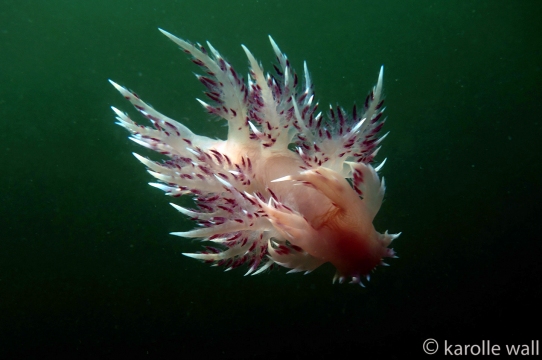 Dendrontous iris