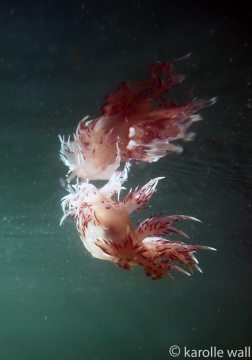 Rainbow Nudibranch at Surface