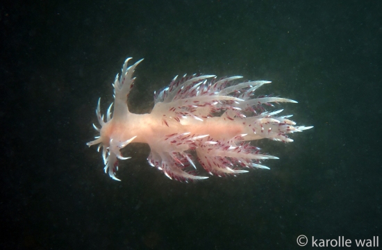 Dendronotus iris