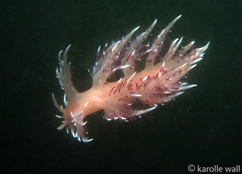 Rainbow Nudibranch