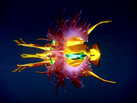 Rainbow Nudibranch and Balloon