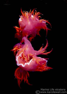 Pink Giant Nudibranch, Dendronotus iris