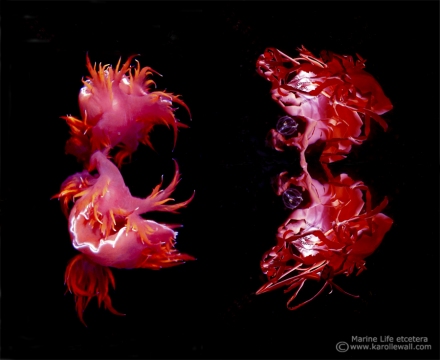 Rainbow Nudibranch and Balloon