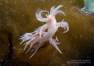 Dendronotus Iris Dancing Against Kelp