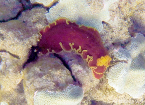 Red Dendrodoris