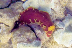 Red Dendrodoris