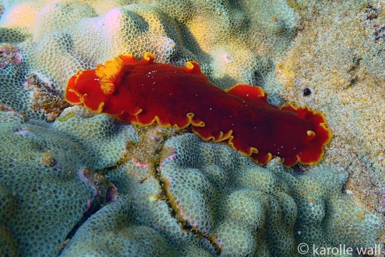 Red Dendrodoris