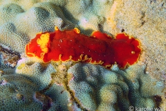 Red Dendrodoris