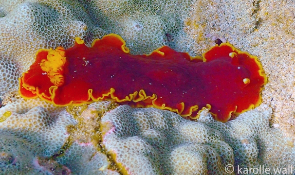 Red Dendrodoris