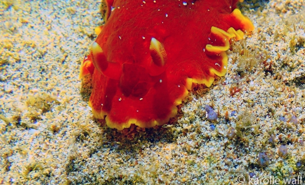 Red Dendrodoris