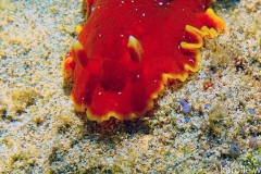 Red Dendrodoris
