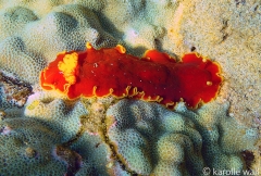 Red Dendrodoris