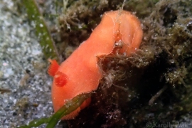 Red Sponge Nudibranch Red Sponge Nudibranch