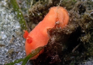 Red Sponge Nudibranch