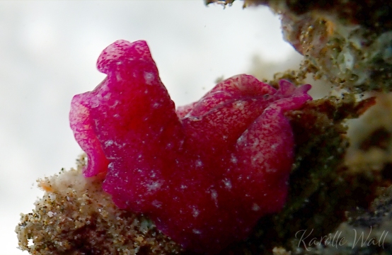 Red Dwarf Flatworm, Pseudoceros rubronanus