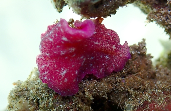Red Dwarf Flatworm, Pseudoceros rubronanus