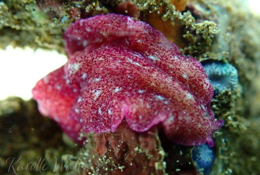Red Dwarf Flatworm, Pseudoceros rubronanus